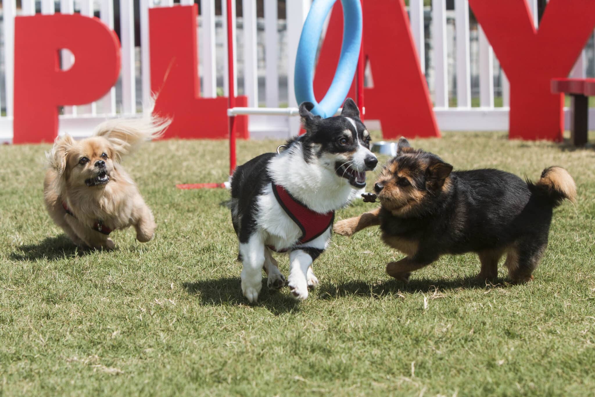 HUnde der leger efter hunde luftning