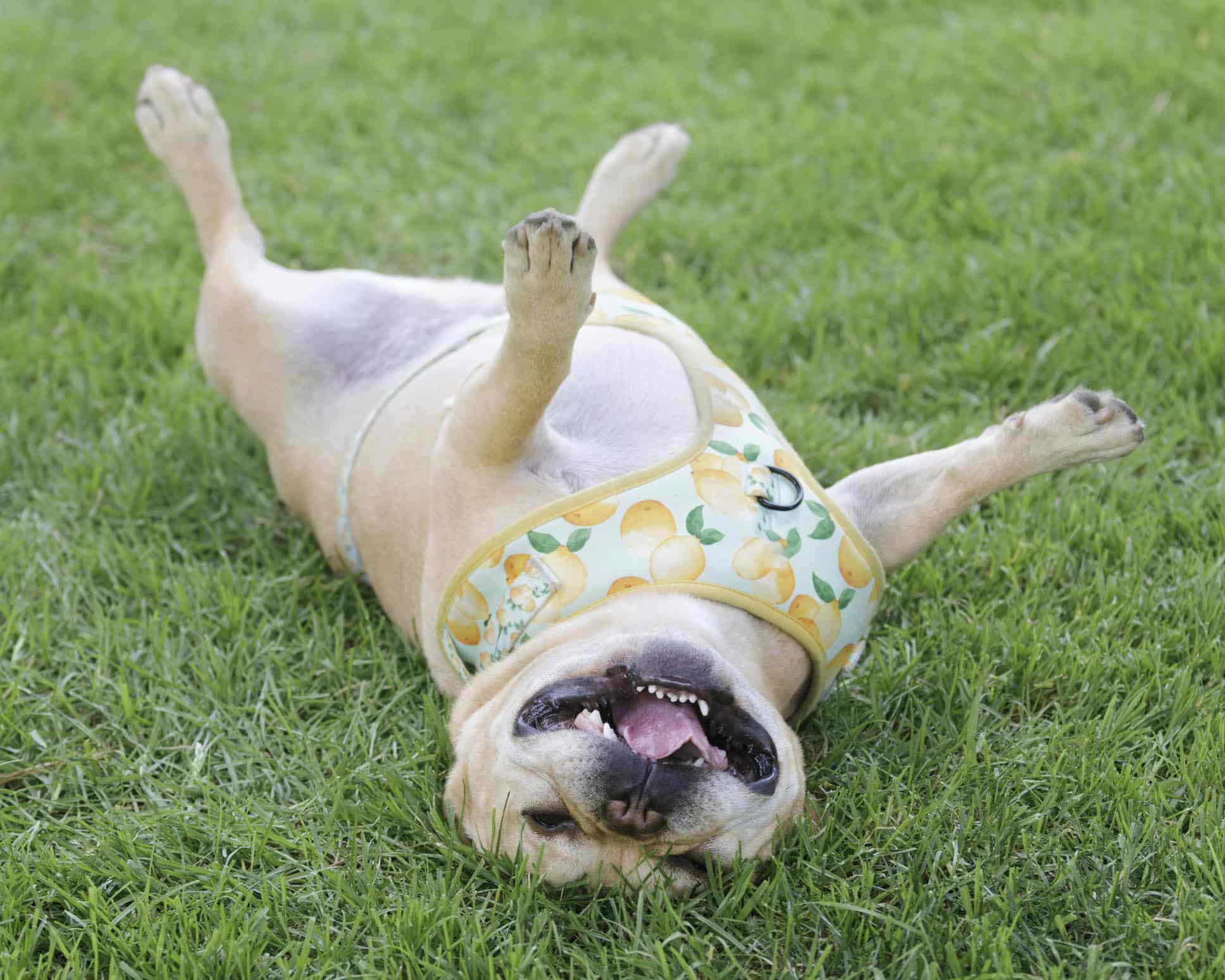 hund der ruller dig efter hunde luftning